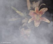 Арт фото лилий в тумане