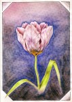 рисунок со светлым тюльпаном