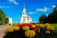 Бархатцы на фоне Владимирского Кремля