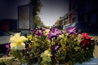 Анютины глазки против солнца