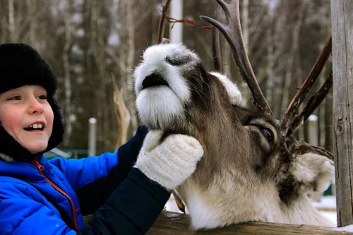 Мальчик гладит оленя