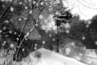 Пушистый снегопад в парке