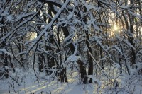 Солнечный вечер в парке зимой