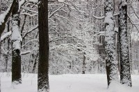 Зимний пейзаж в парке